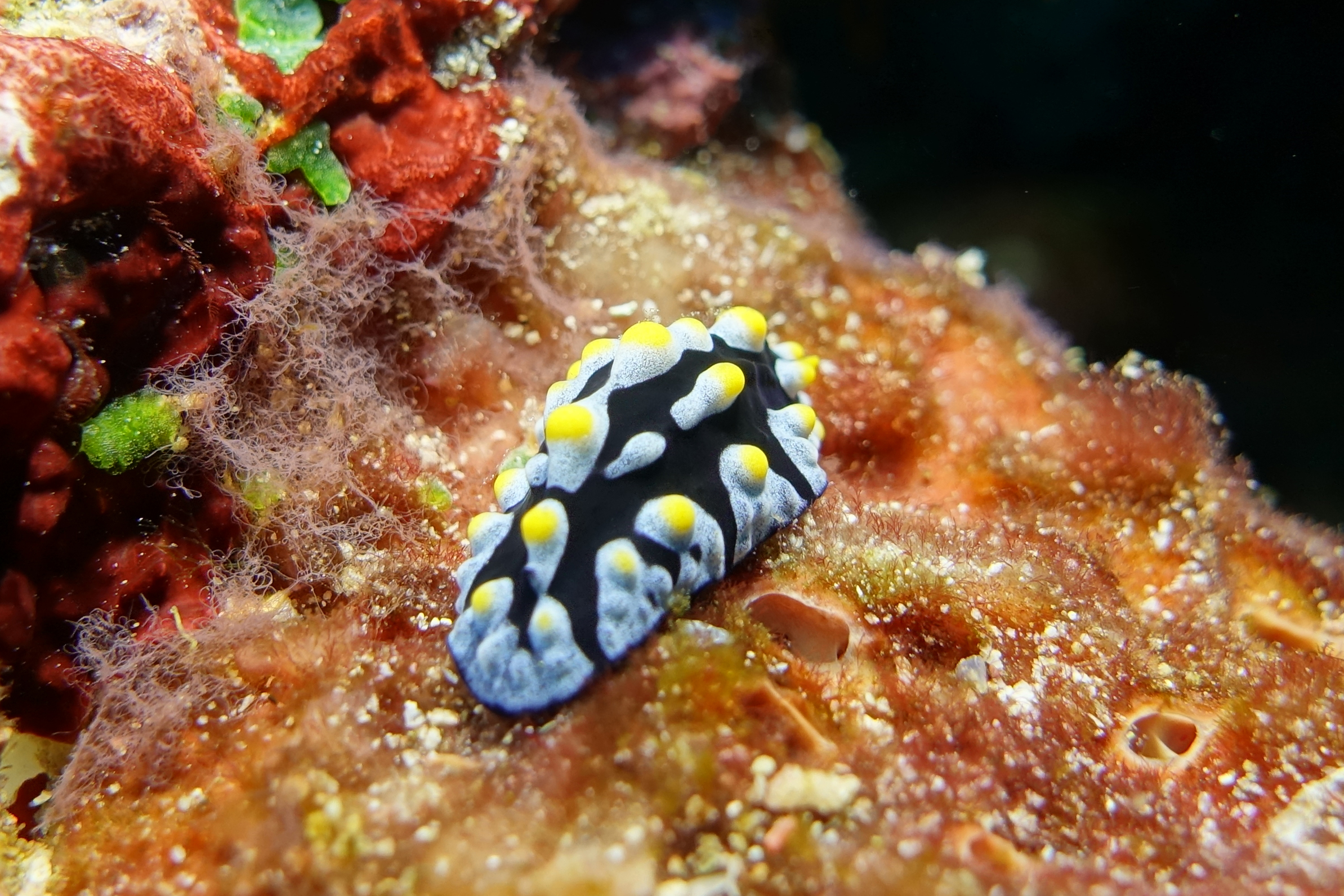 nudibranch 1567.jpg