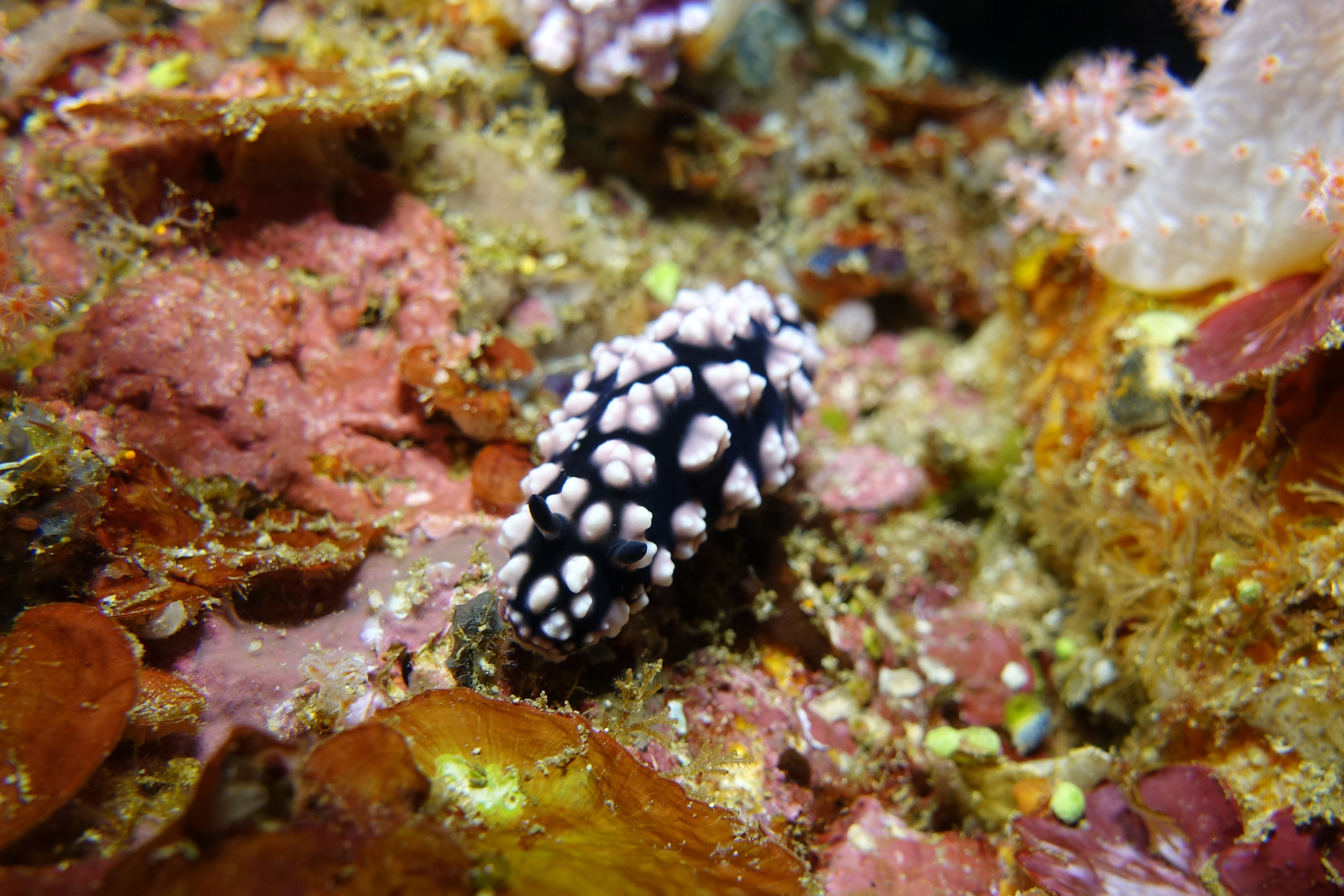 nudibranch 2393.jpg