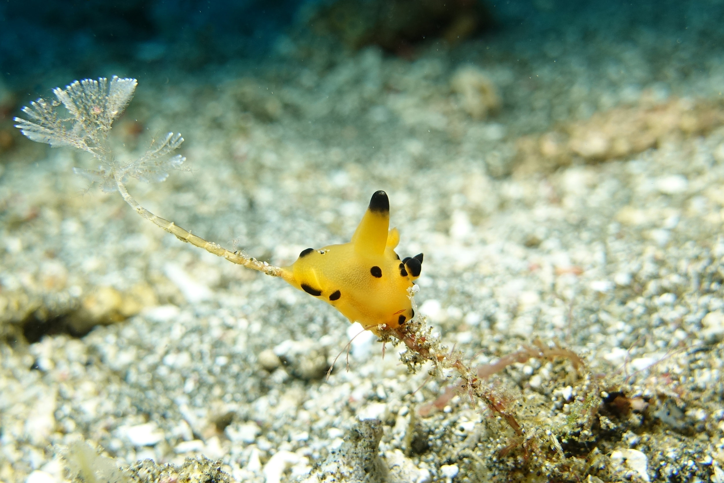 nudibranch thecacera 1256.jpg