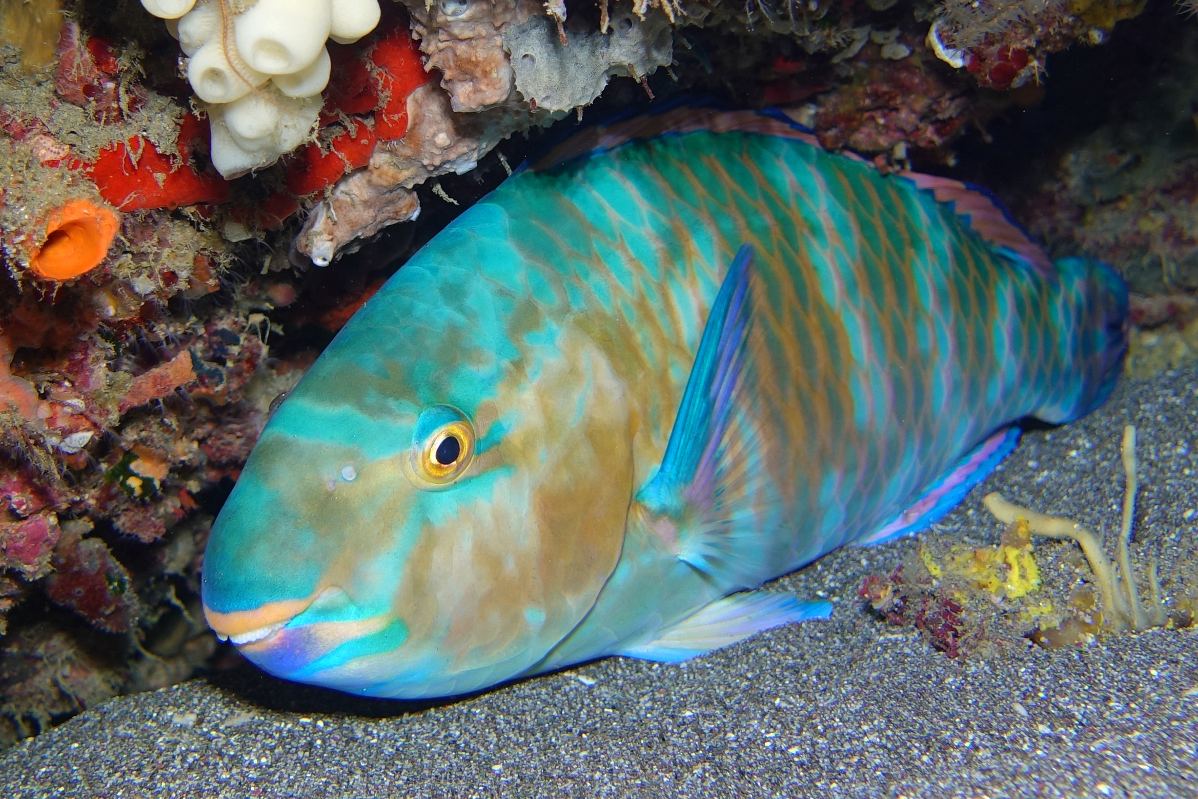 parrotfish 1644.jpg