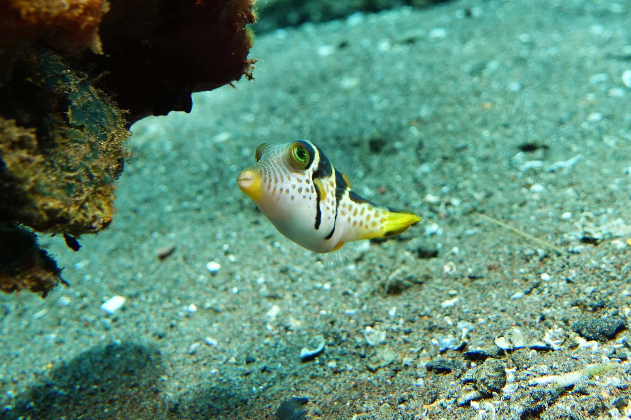 pufferfish hopeful 1930.jpg