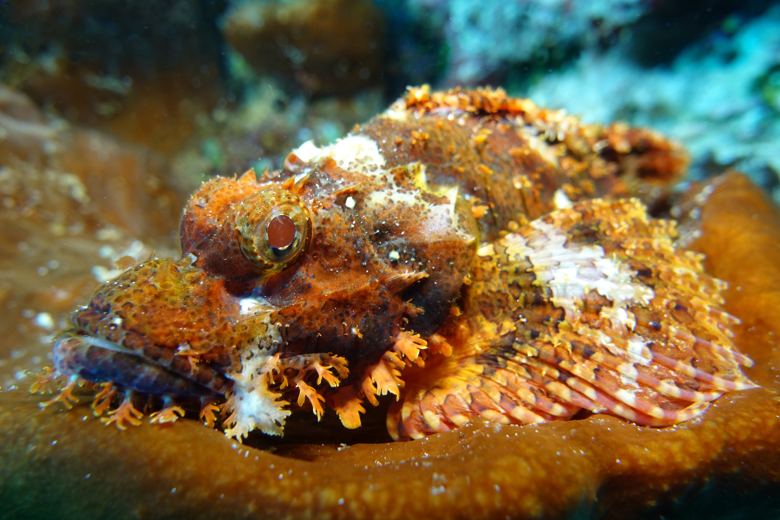 scorpionfish 1129.jpg