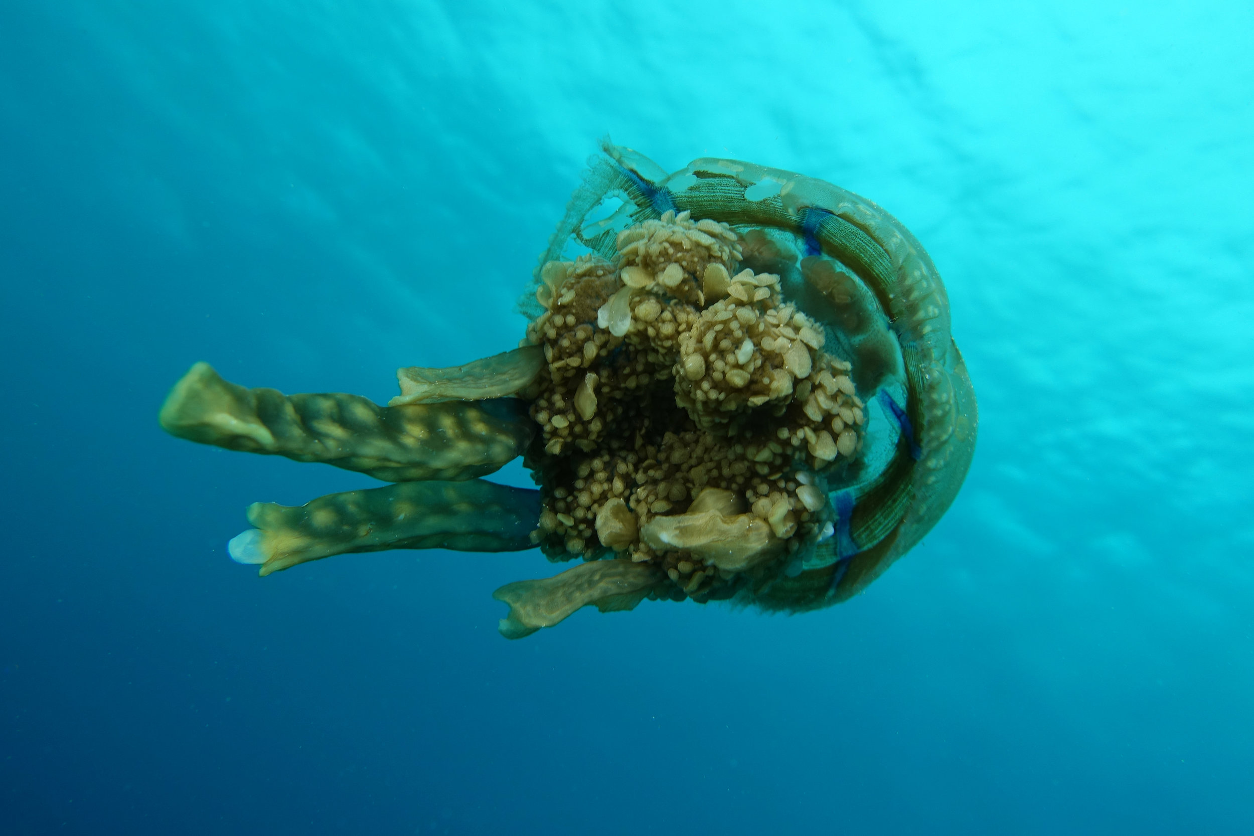 sea jelly 2236.jpg