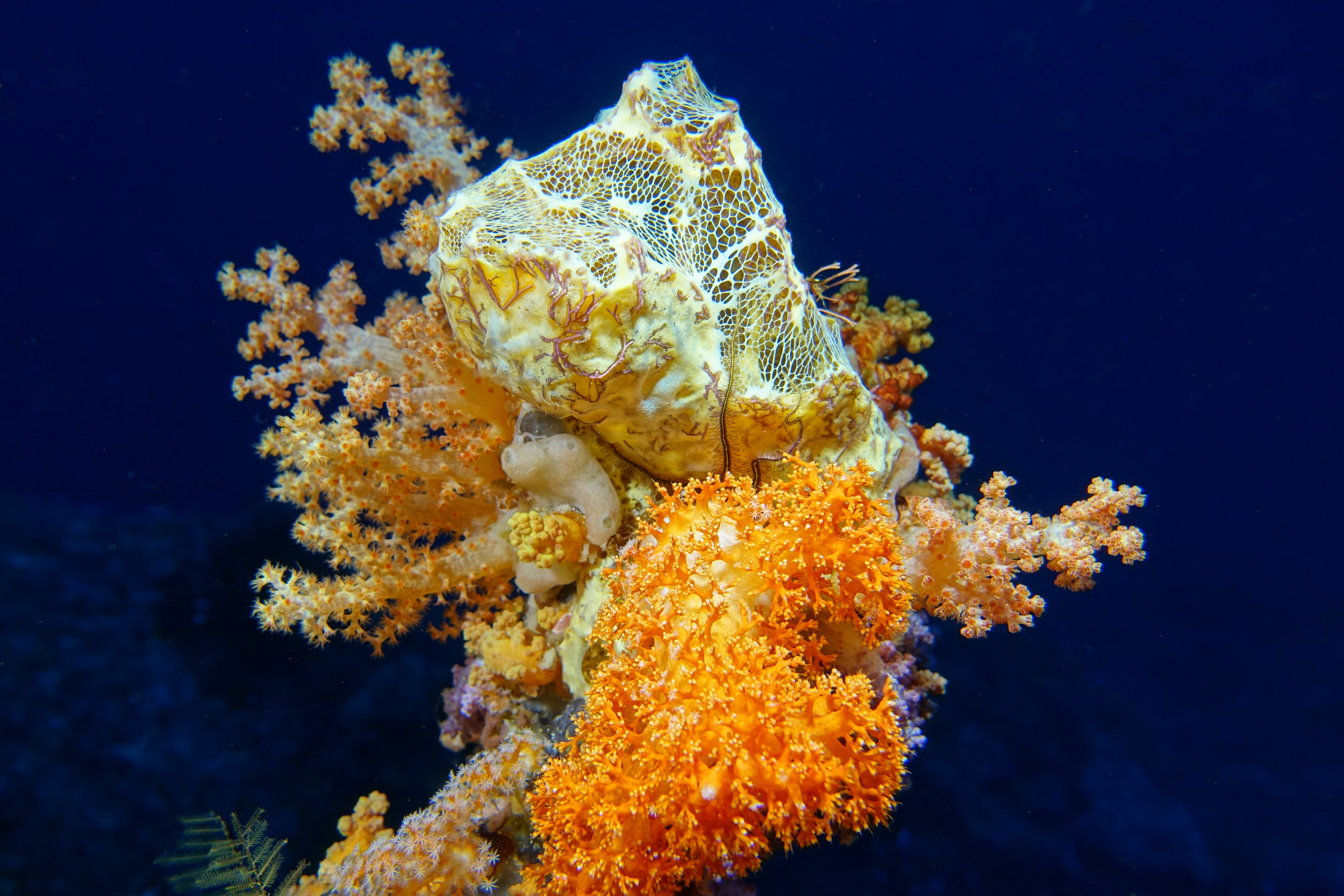 sponge & soft coral & blue 2 942.jpg
