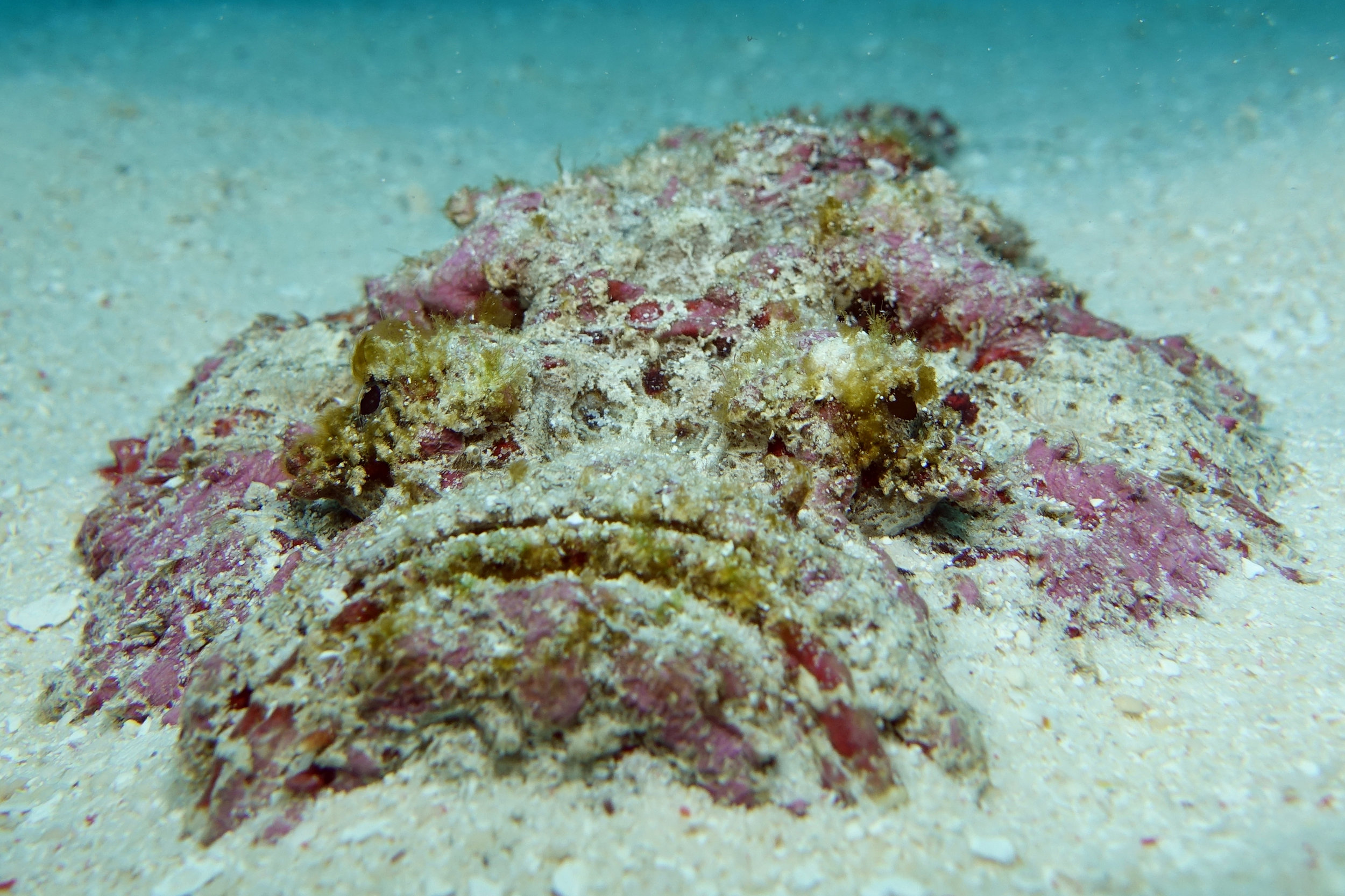 stonefish face 2182.jpg