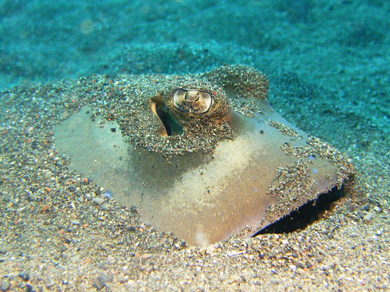 blue spotted sting ray.jpg