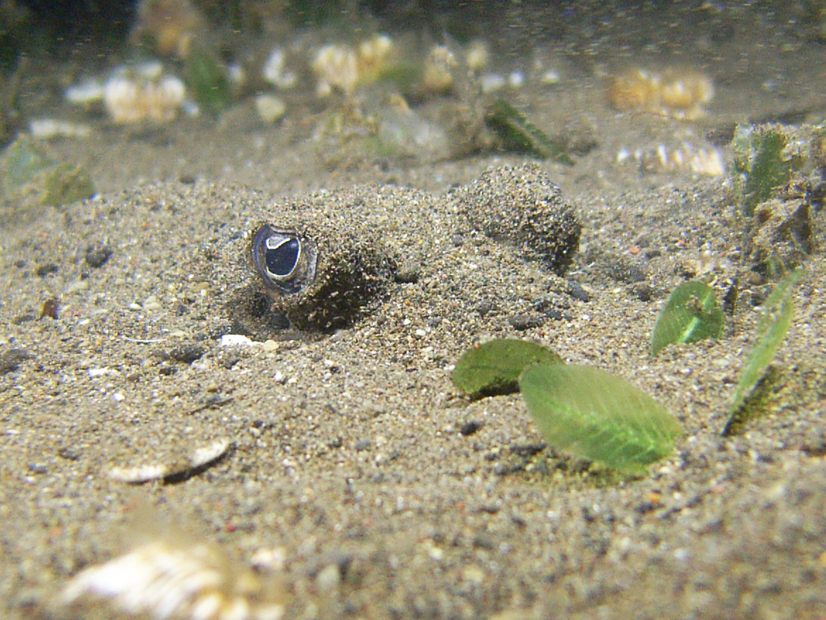 blue spotted stingray 3.jpg