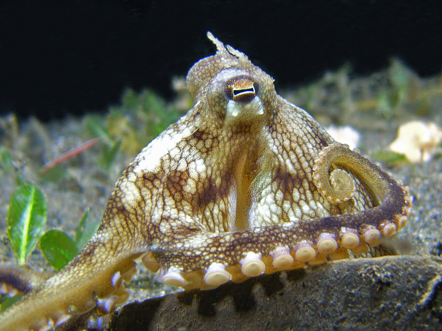 coconut octopus closeup.jpg