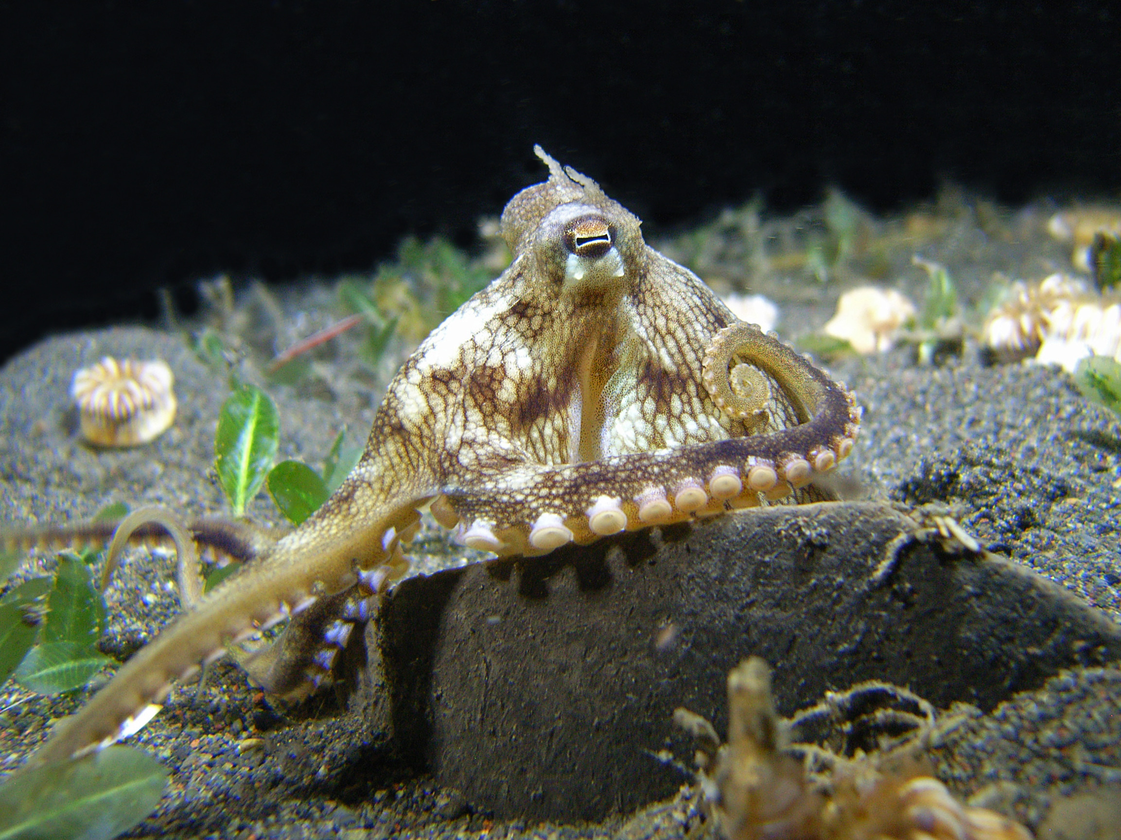 coconut octopus.jpg