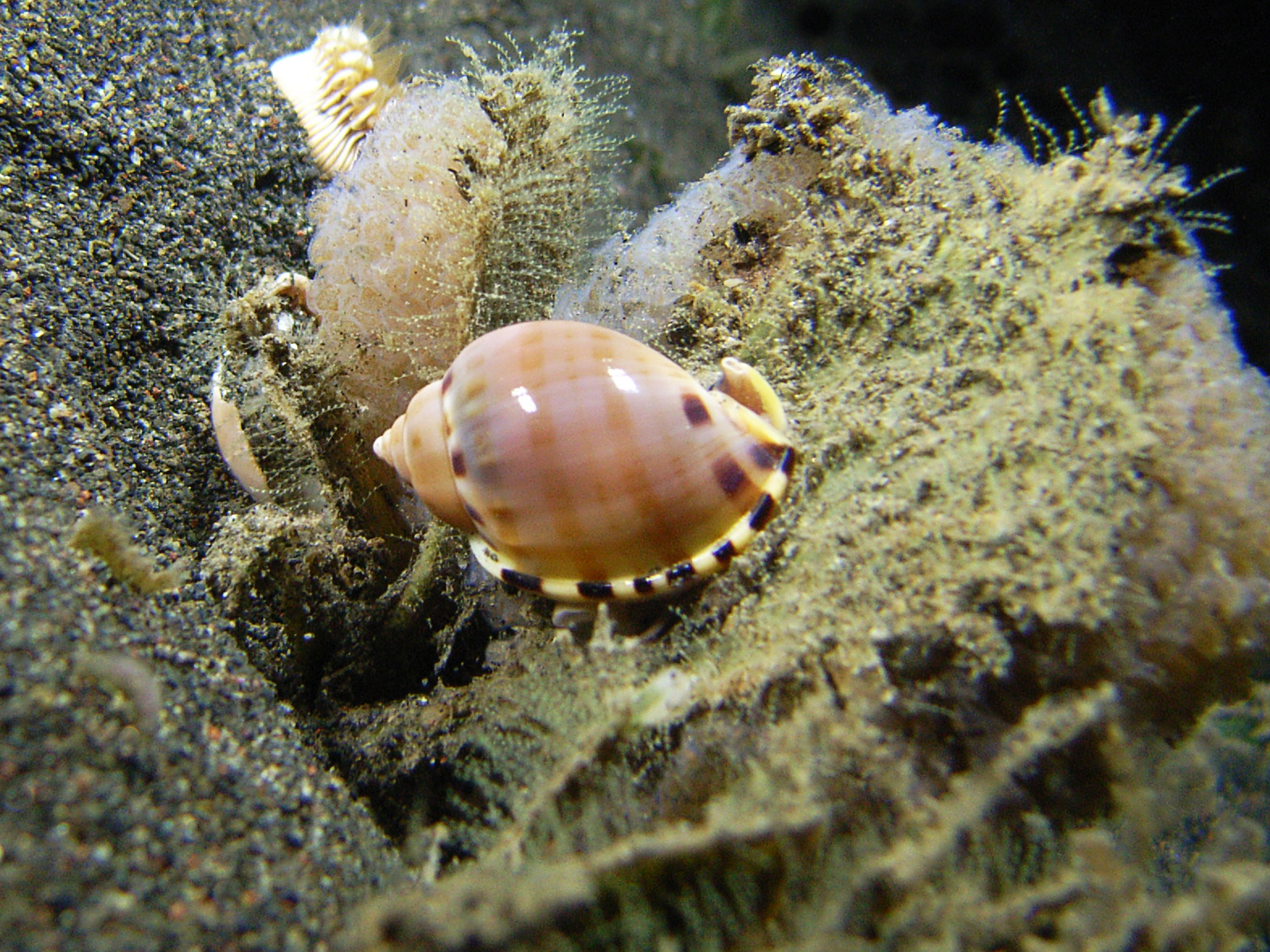 cowrie.jpg