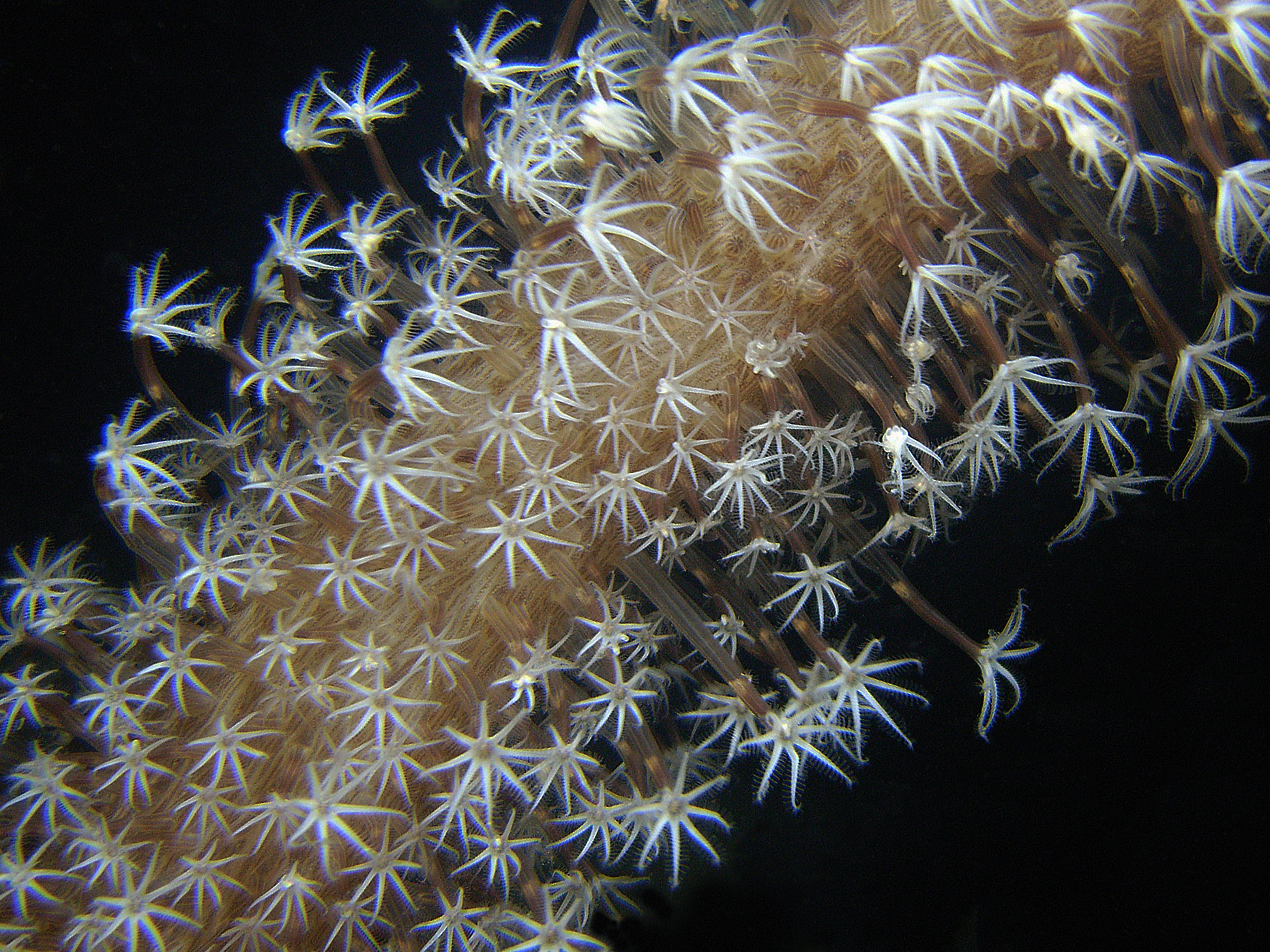 soft coral 1.jpg