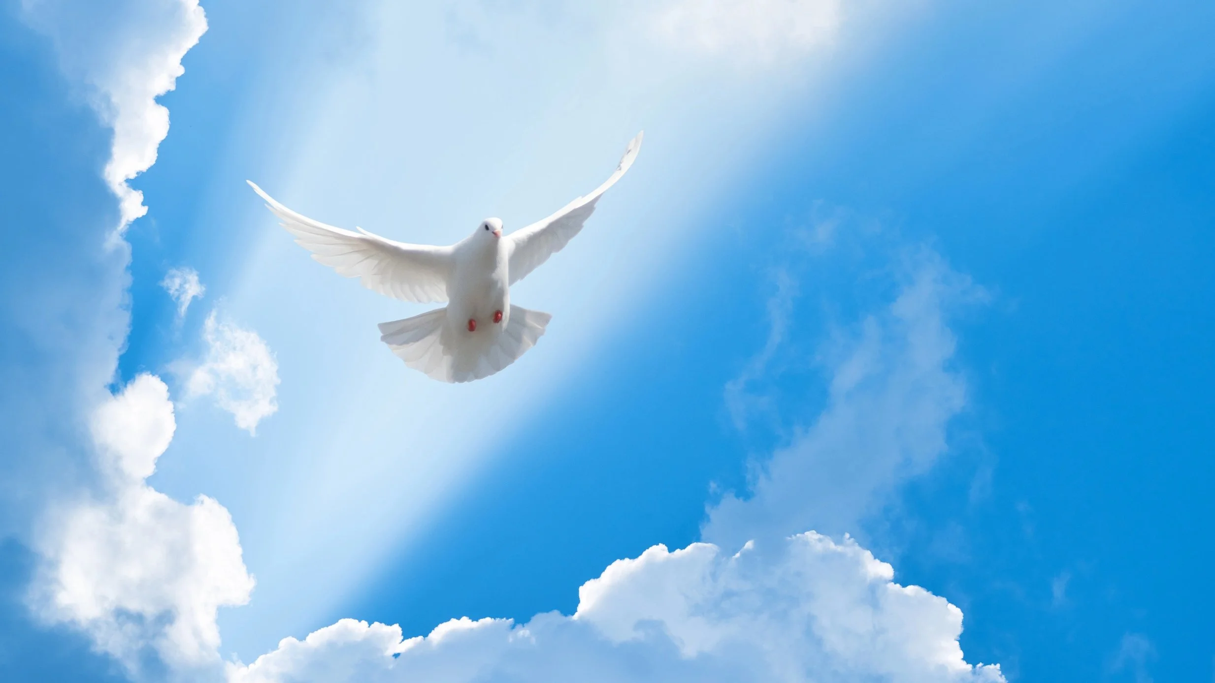 white dove flying among clouds sun ray holy spirit widescreen.jpg