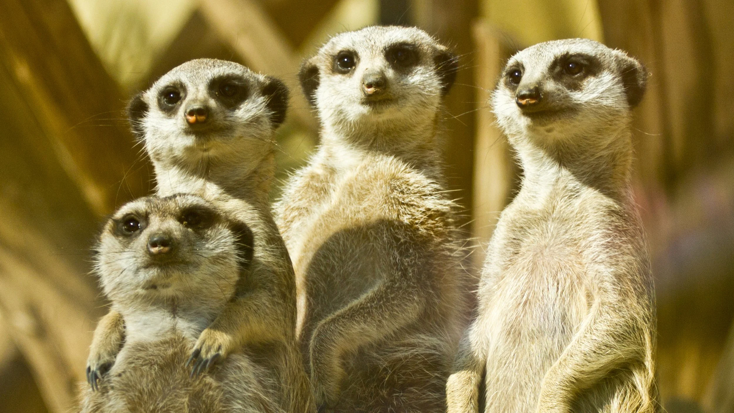 meerkats widescreen.jpg