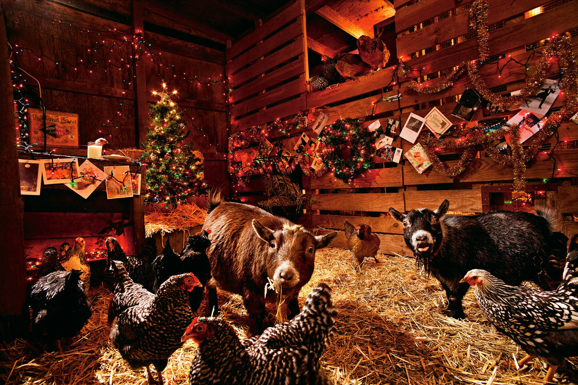 2011-Xmas-chickens.jpg