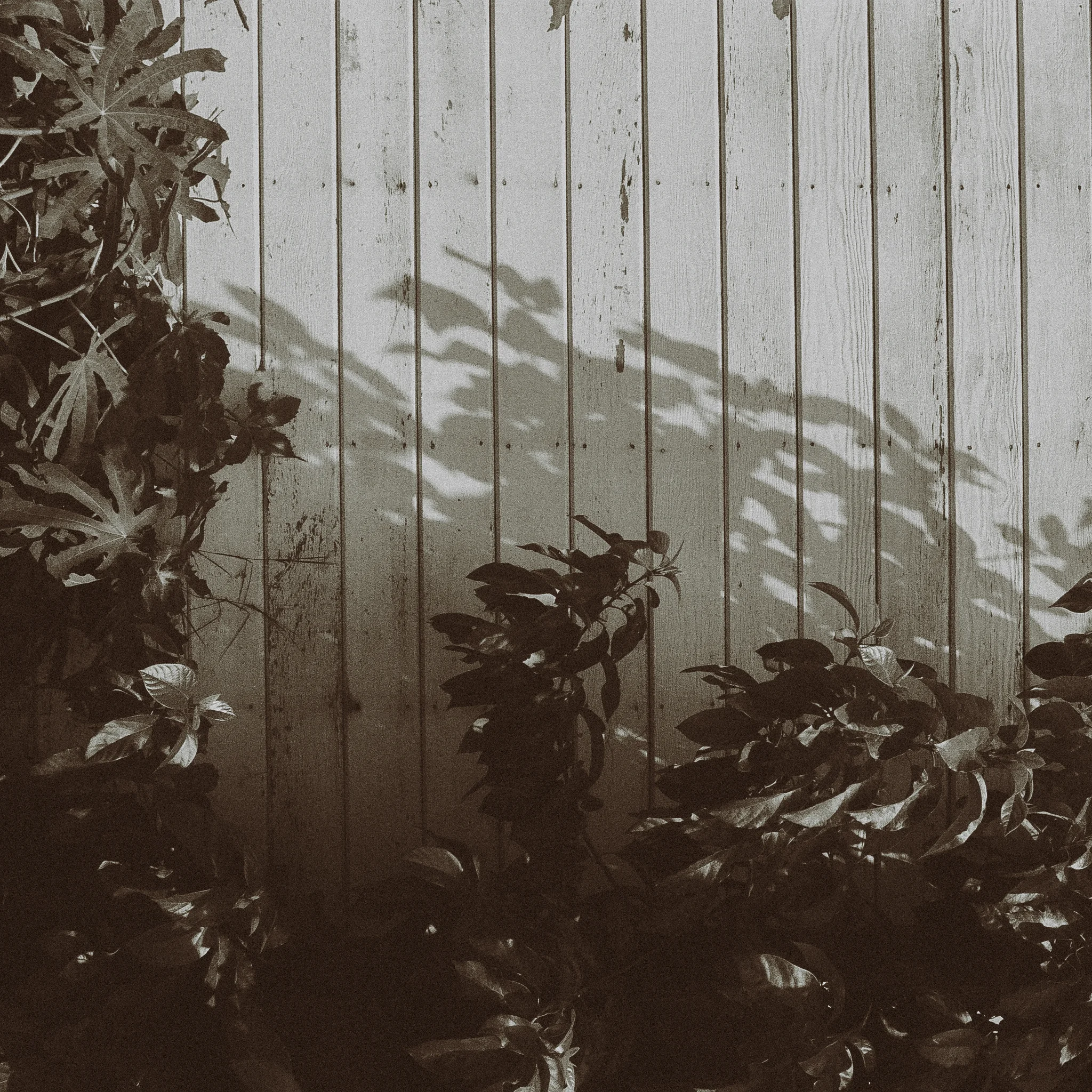 12 leaves.jpg