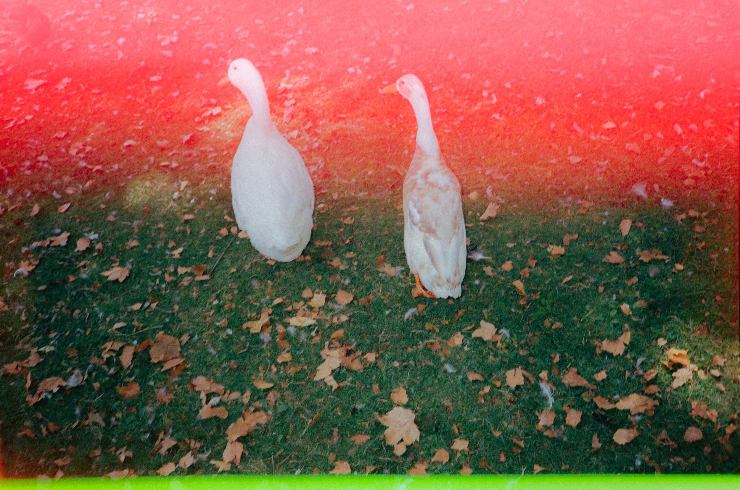 Dirty Bird Goes Bird Watching Film 48.jpg