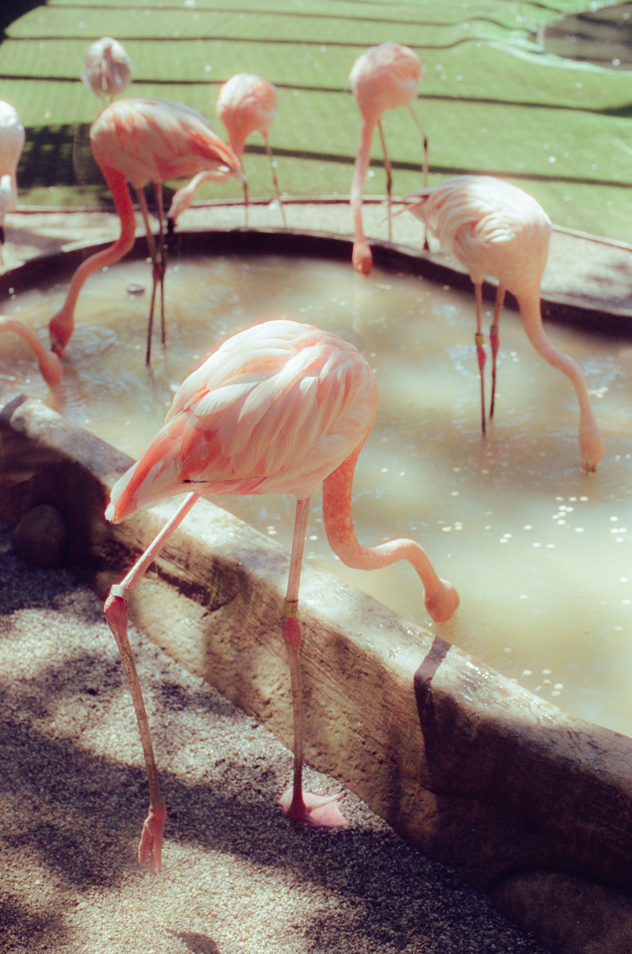 Dirty Bird Goes Bird Watching Film 102.jpg