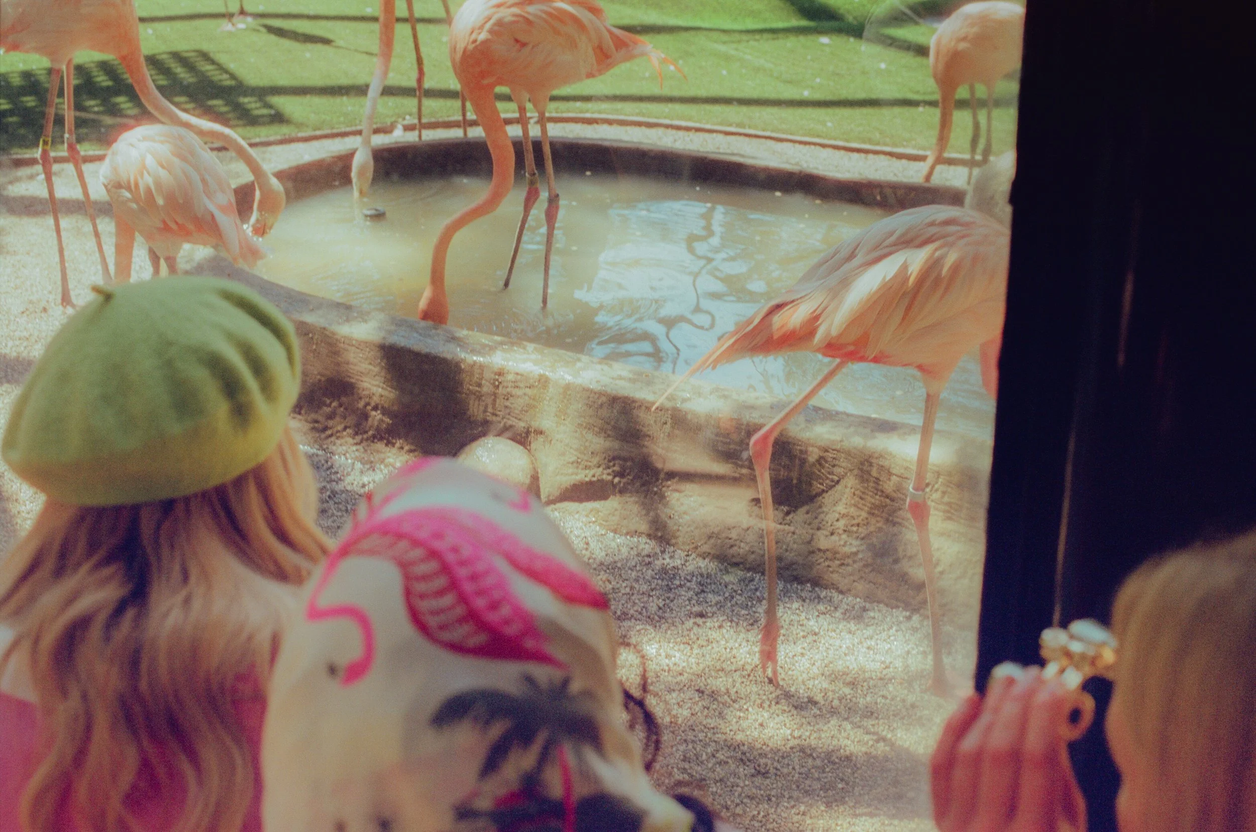 Dirty Bird Goes Bird Watching Film 117.jpg