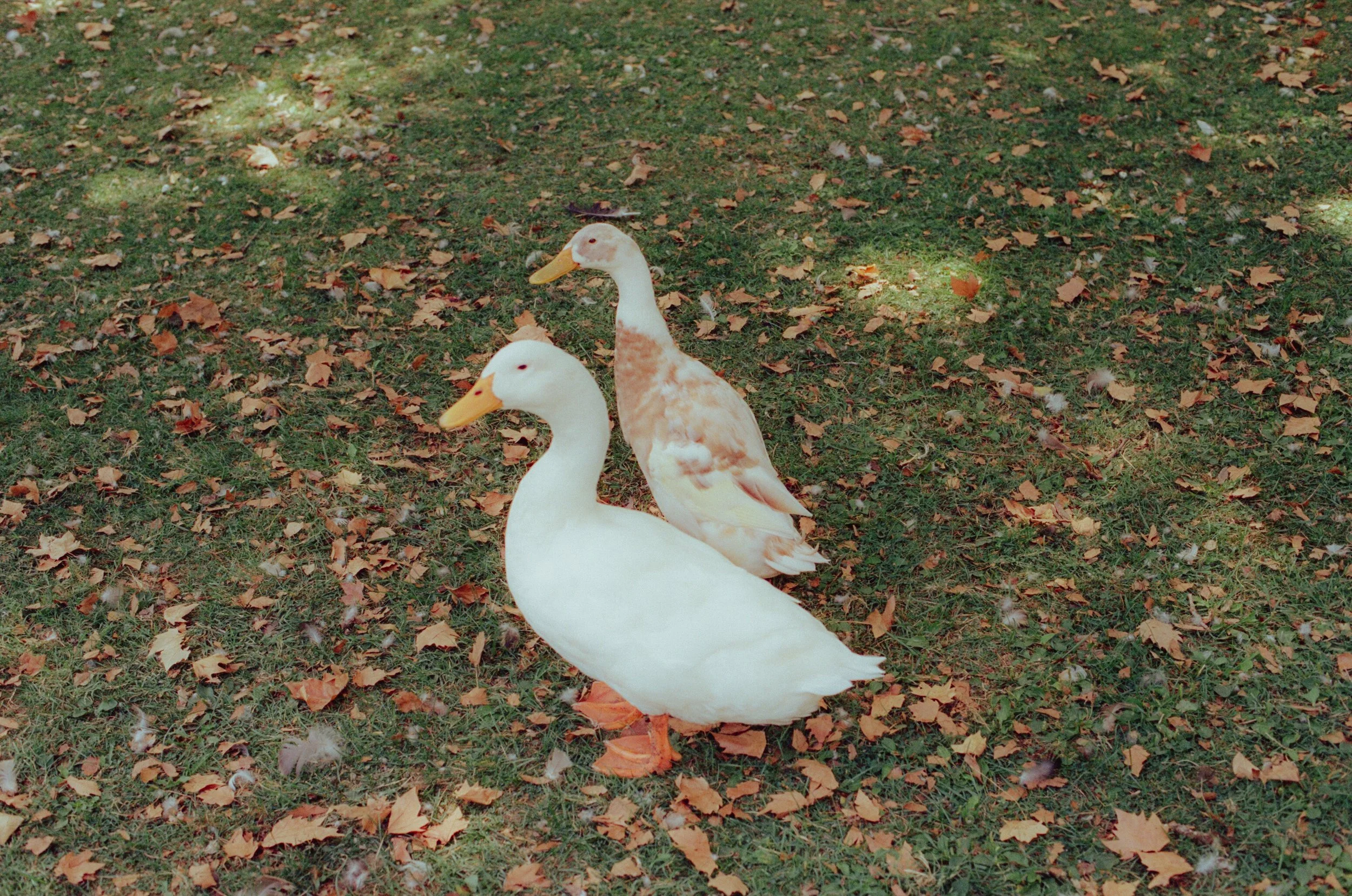 Dirty Bird Goes Bird Watching Film 127.jpg