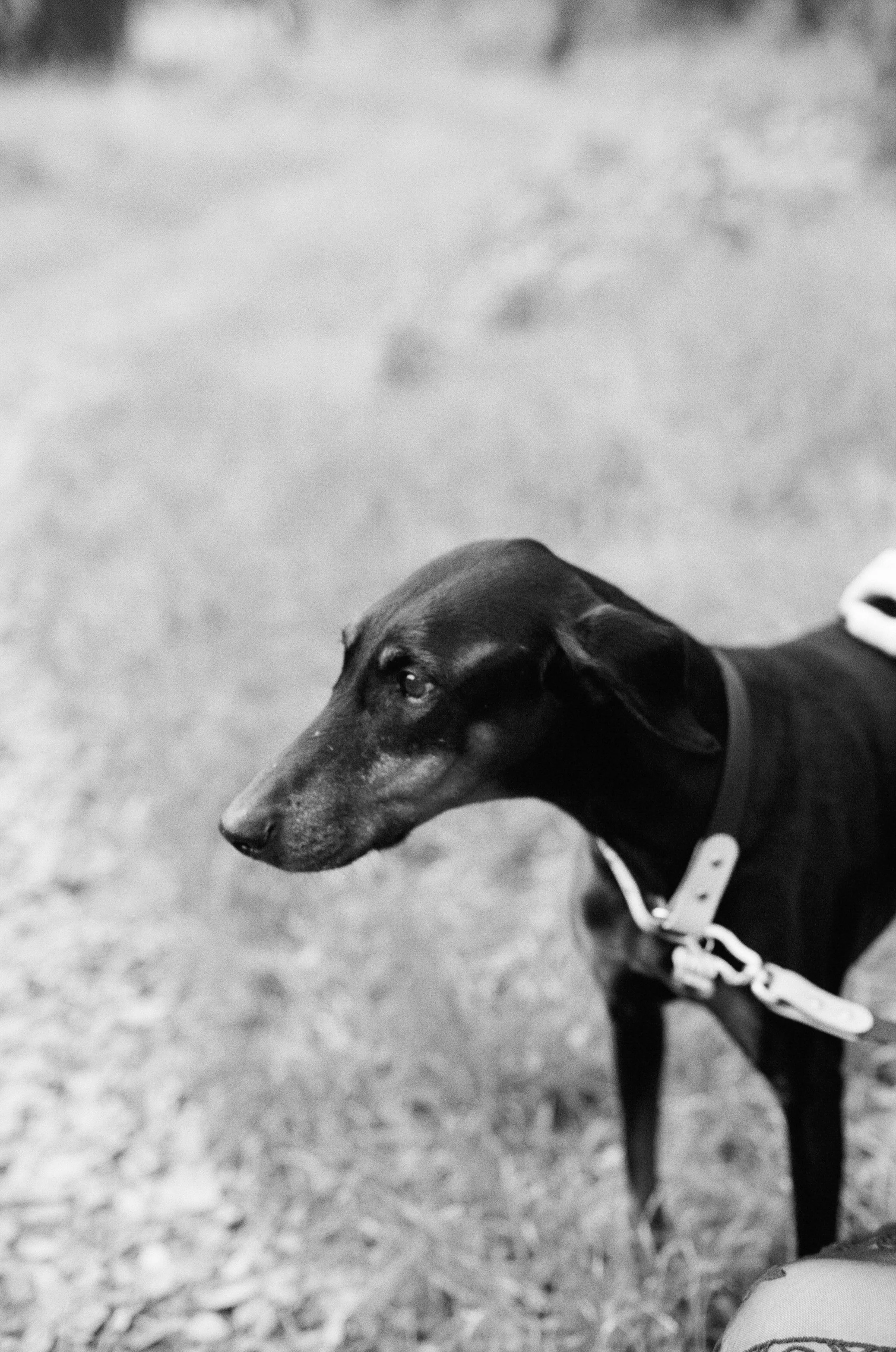 Sarah and Frankie 31.jpg