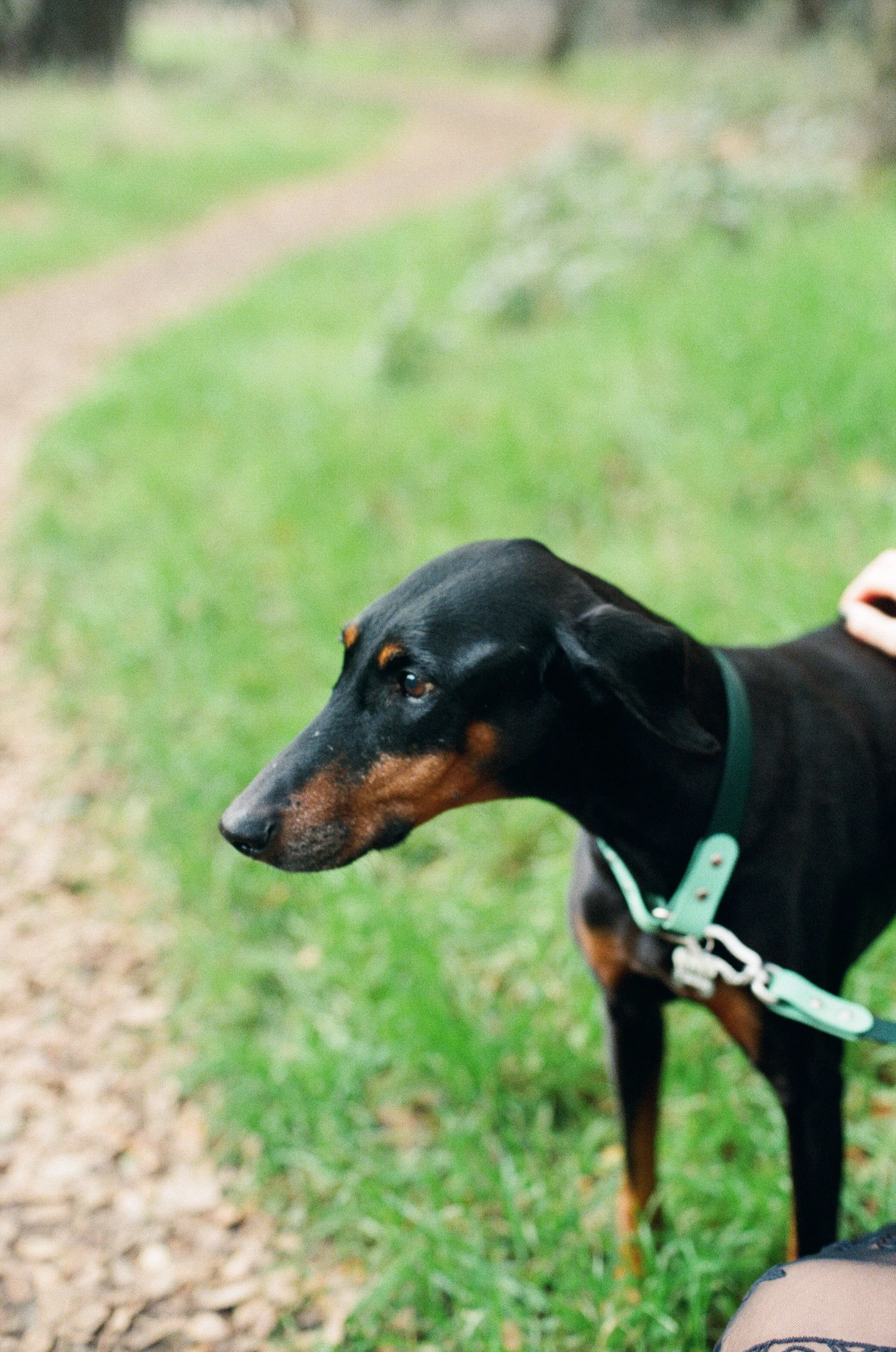 Sarah and Frankie 30.jpg