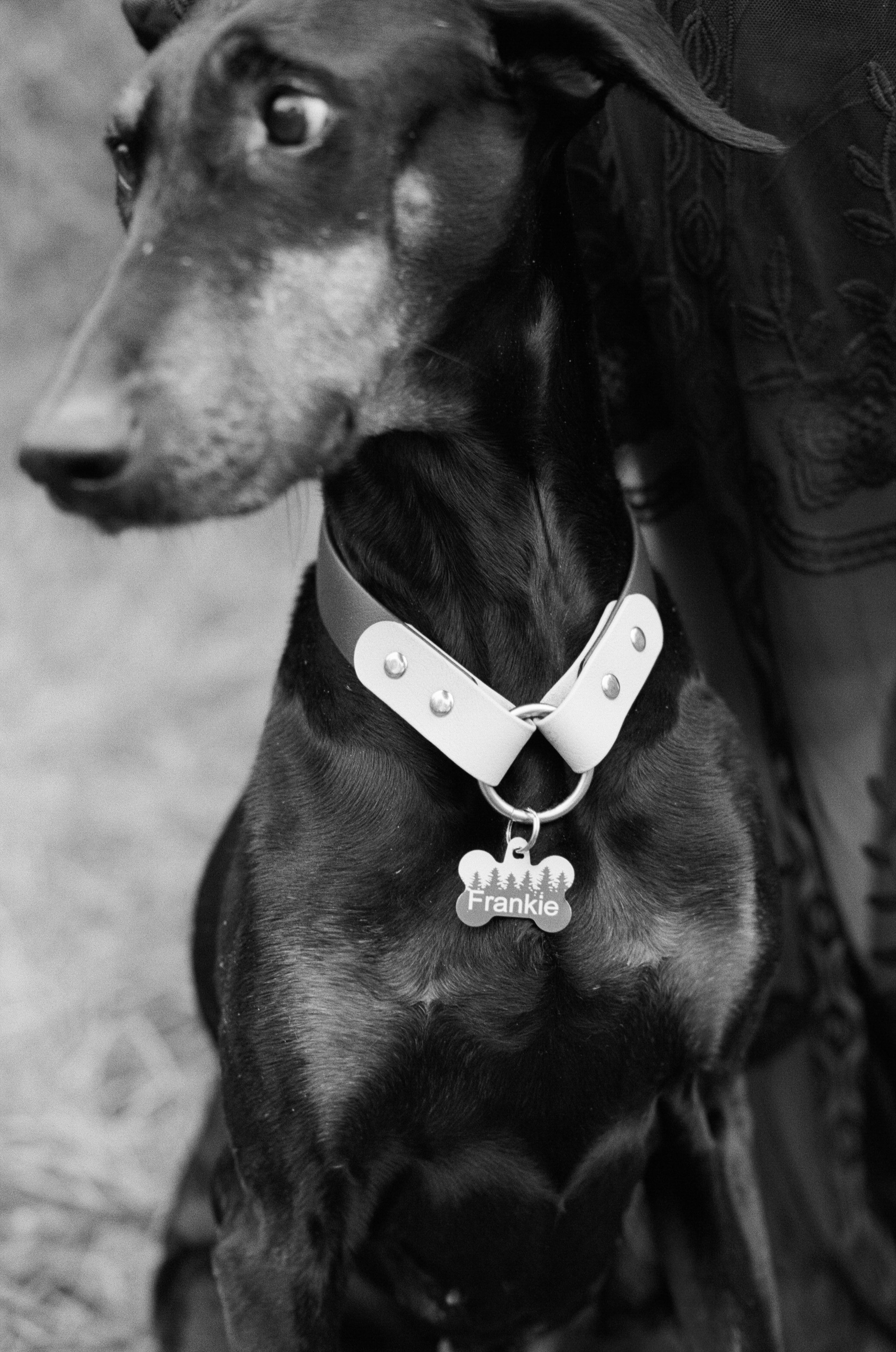 Sarah and Frankie 56.jpg