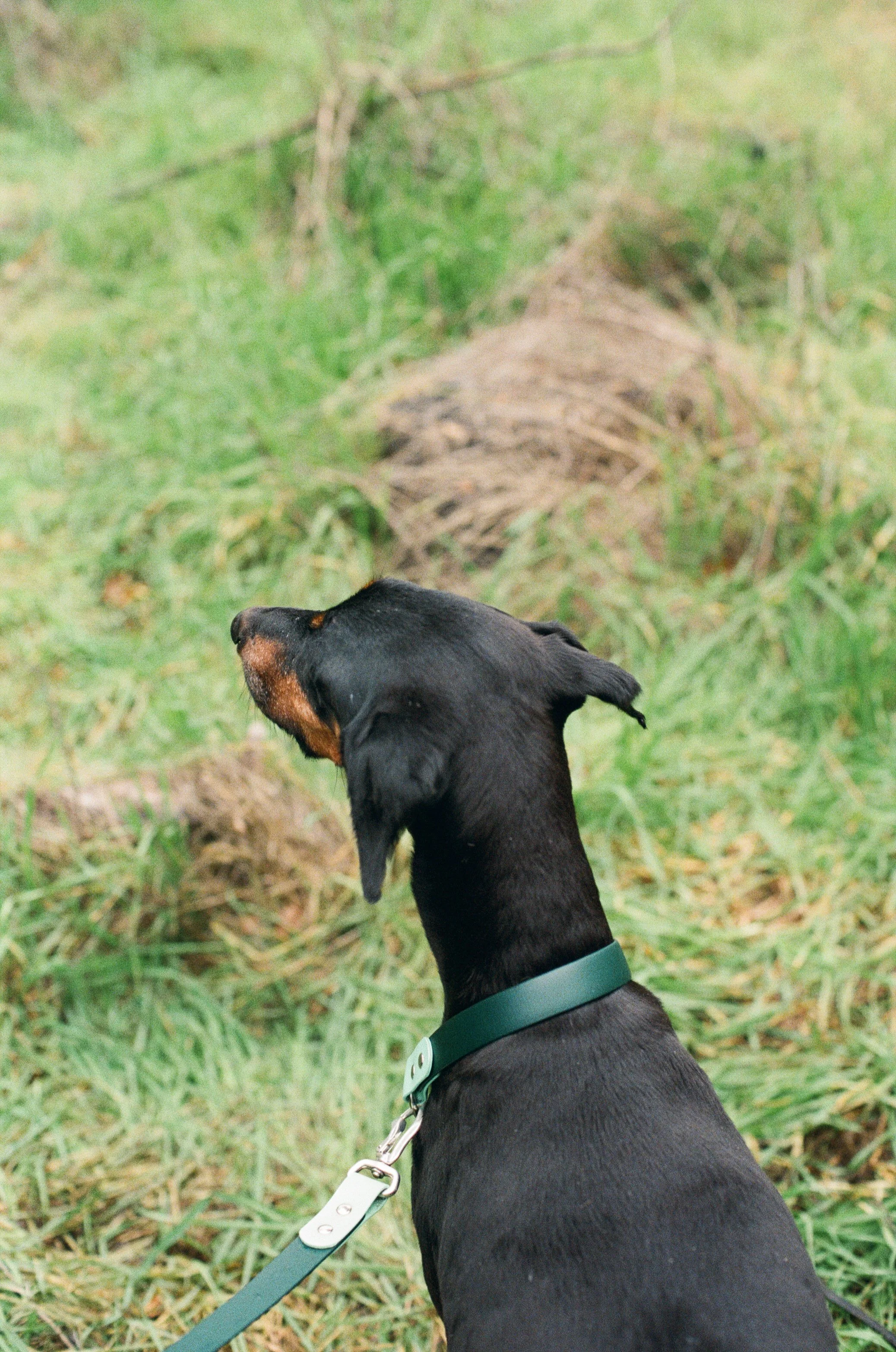 Sarah and Frankie 57.jpg