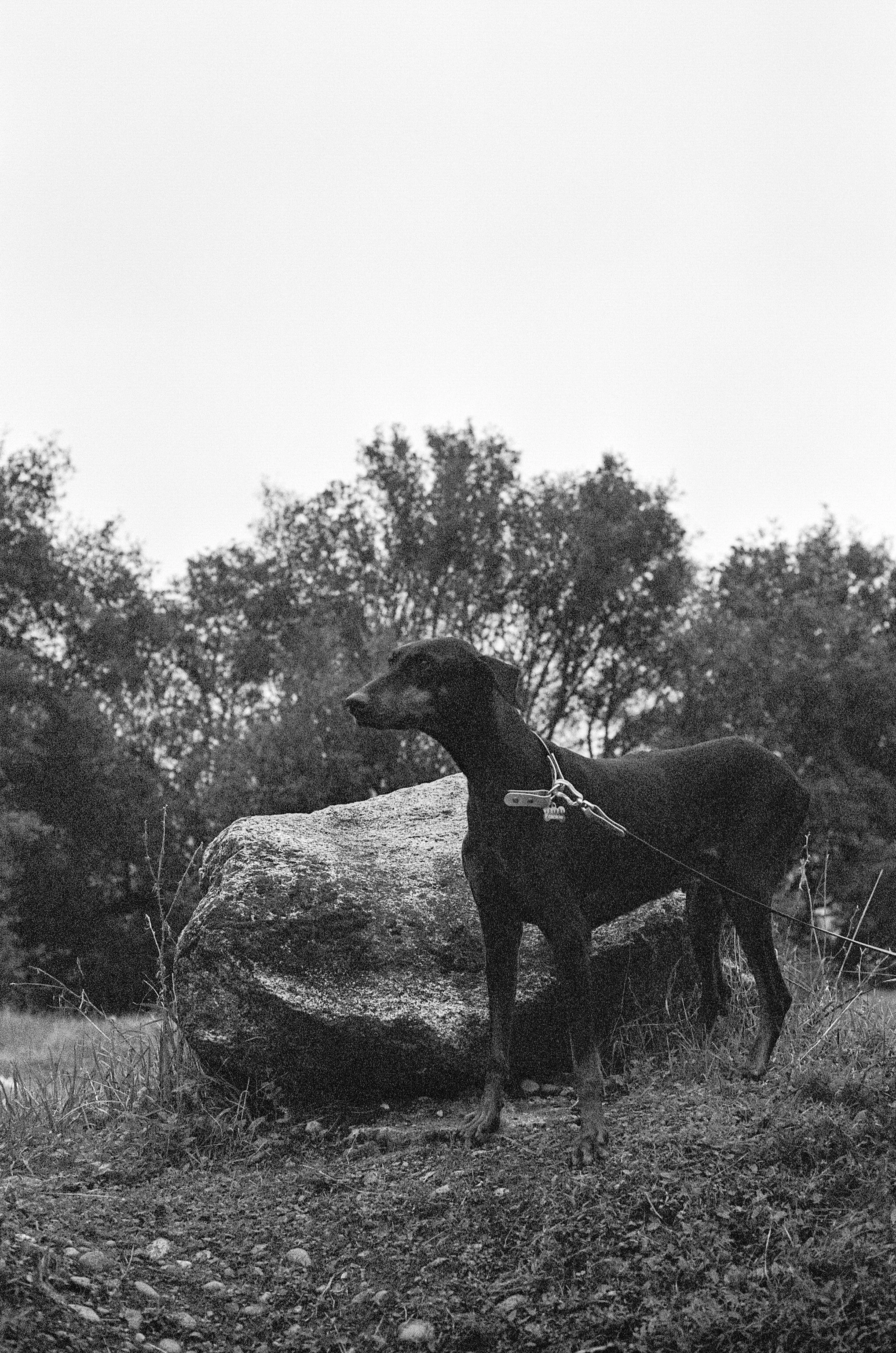 Sarah and Frankie 60.jpg