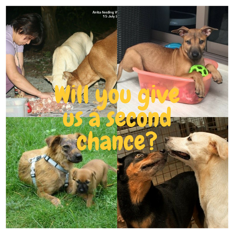 Appeal for donation2.png