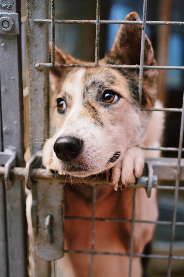 Adopt Oasis Second Chance Animal Shelter