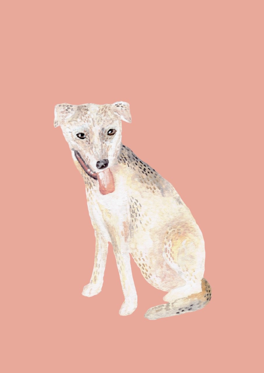 Pink dog. jpeg.jpeg
