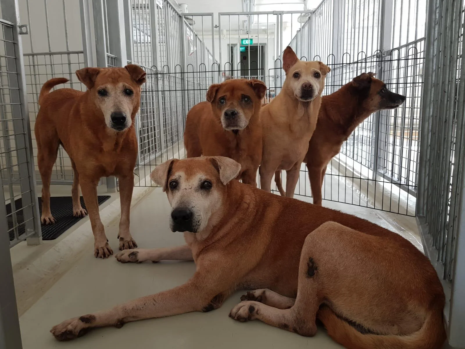 How to Help Your Anxious Dog Be Less Fearful