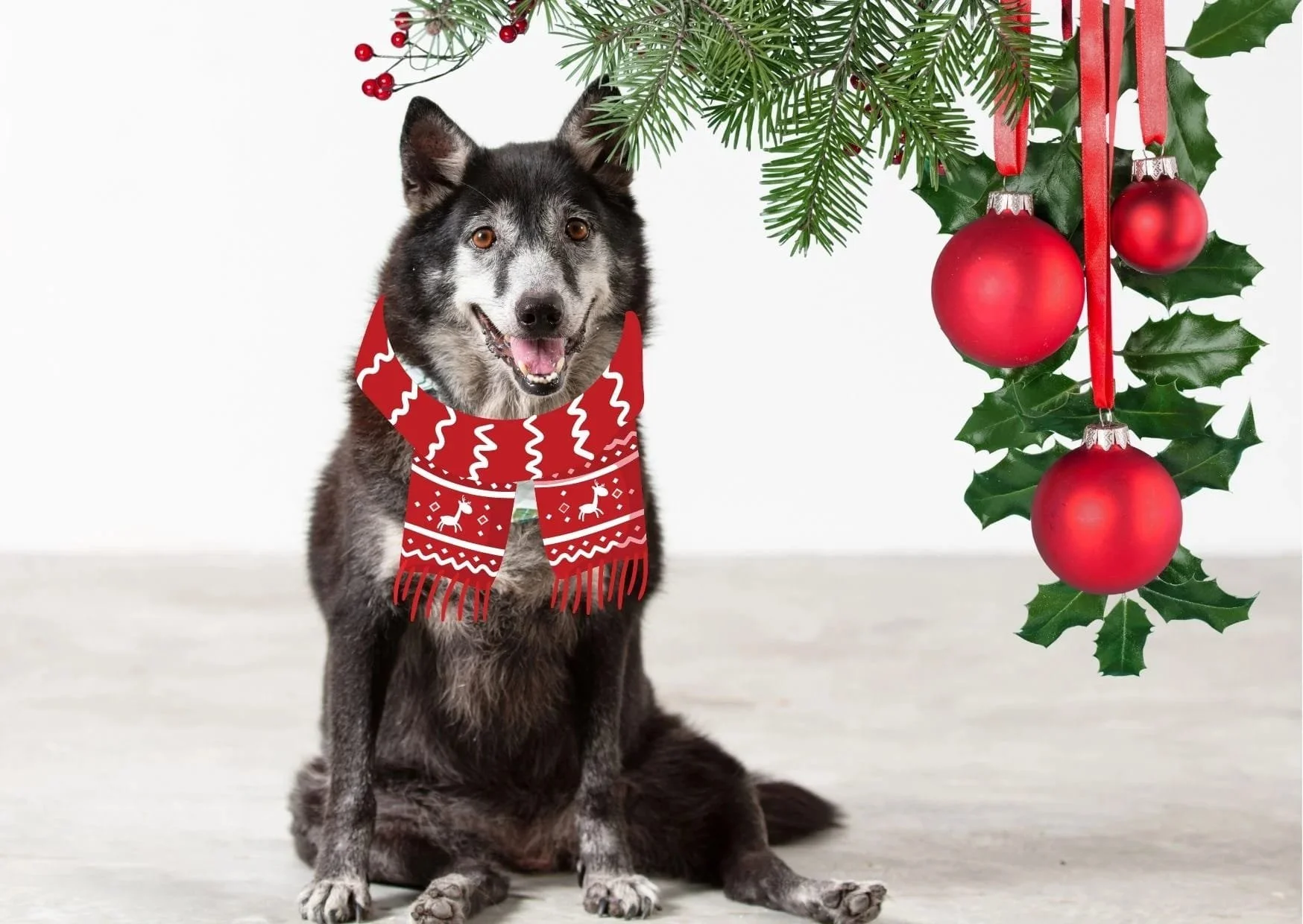 Donate to our Christmas Wish List