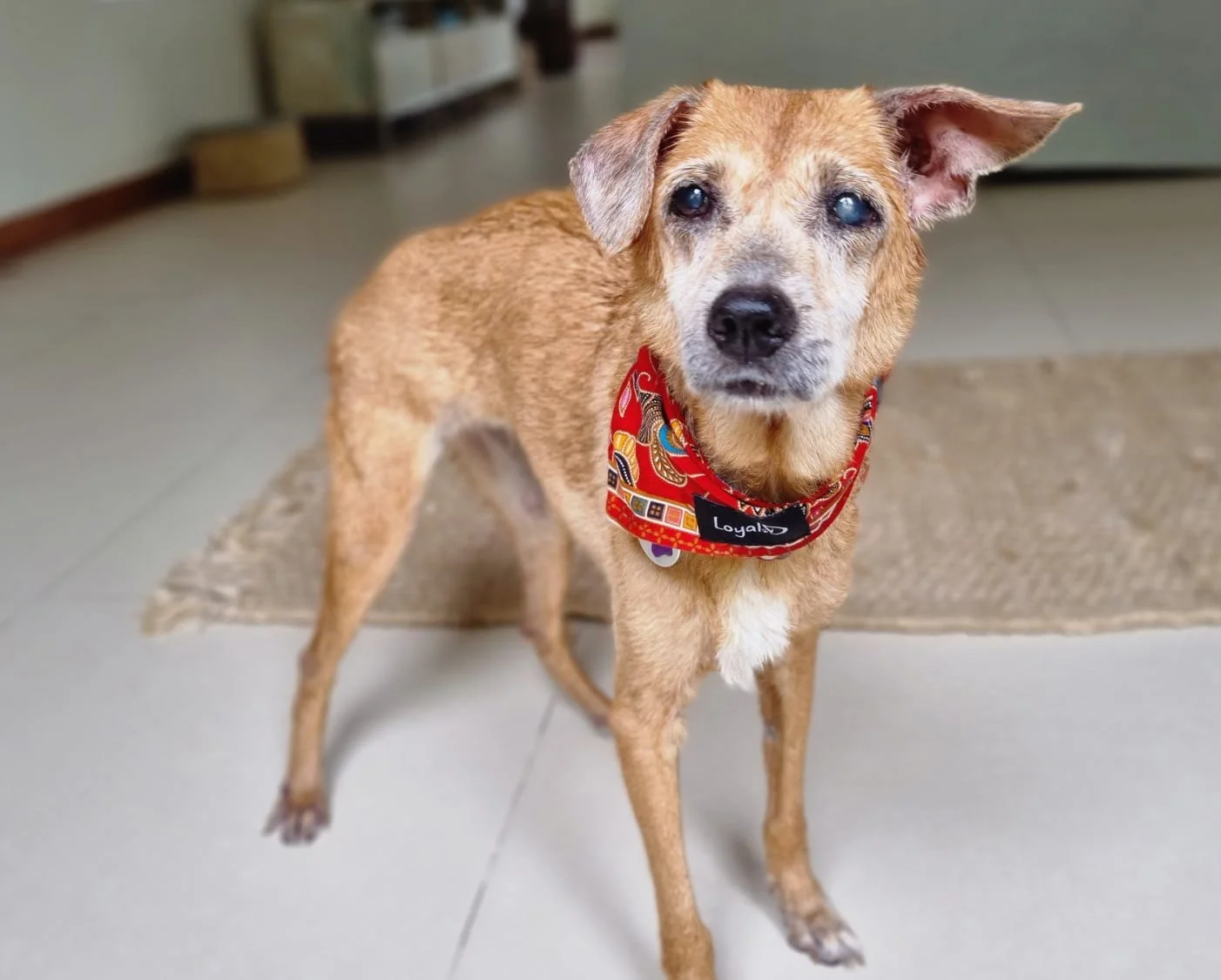 Lim Chu Kang Rescue Update