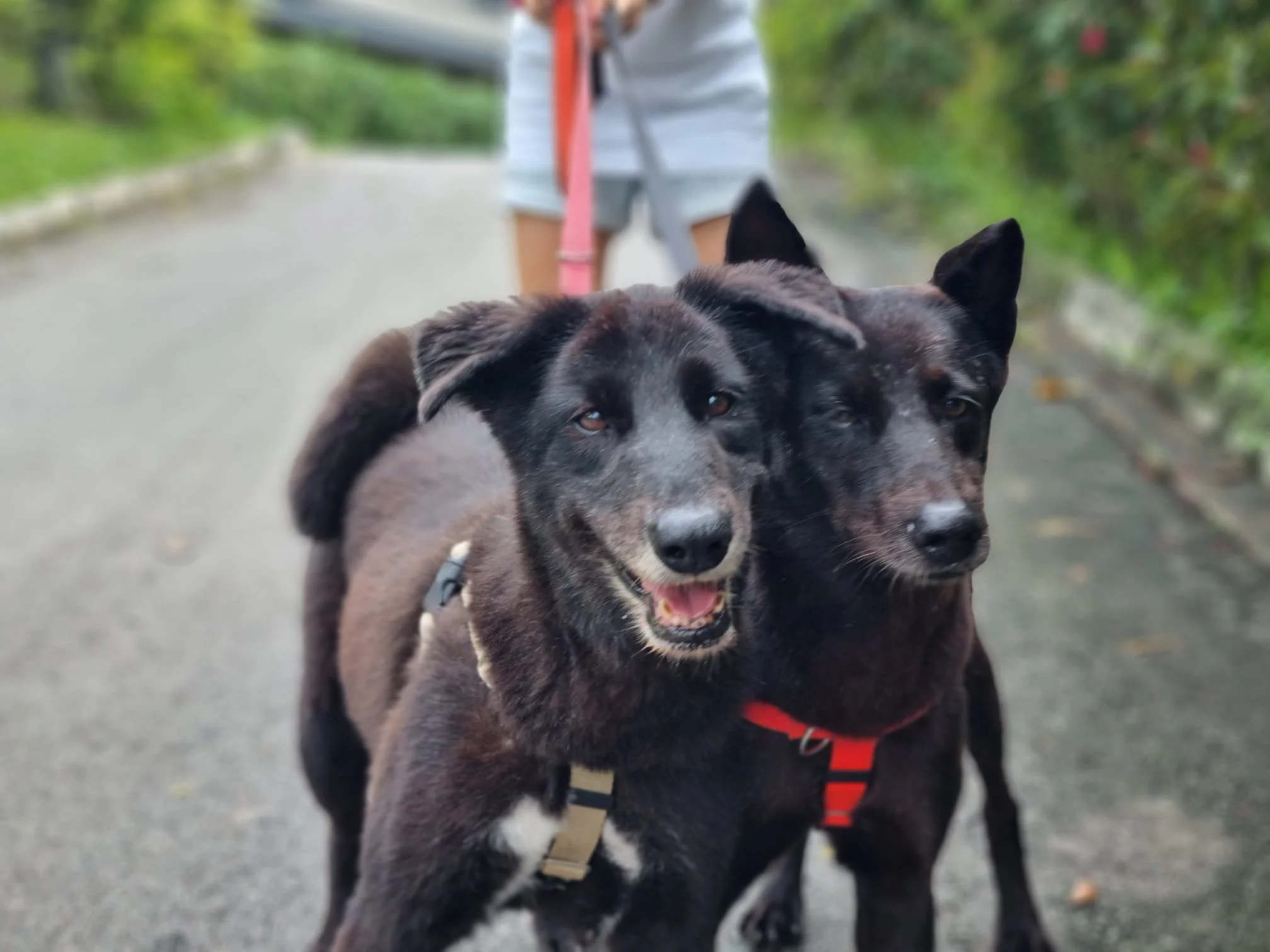 OSCAS 'A Cause for Our Paws' Fundraising Gala