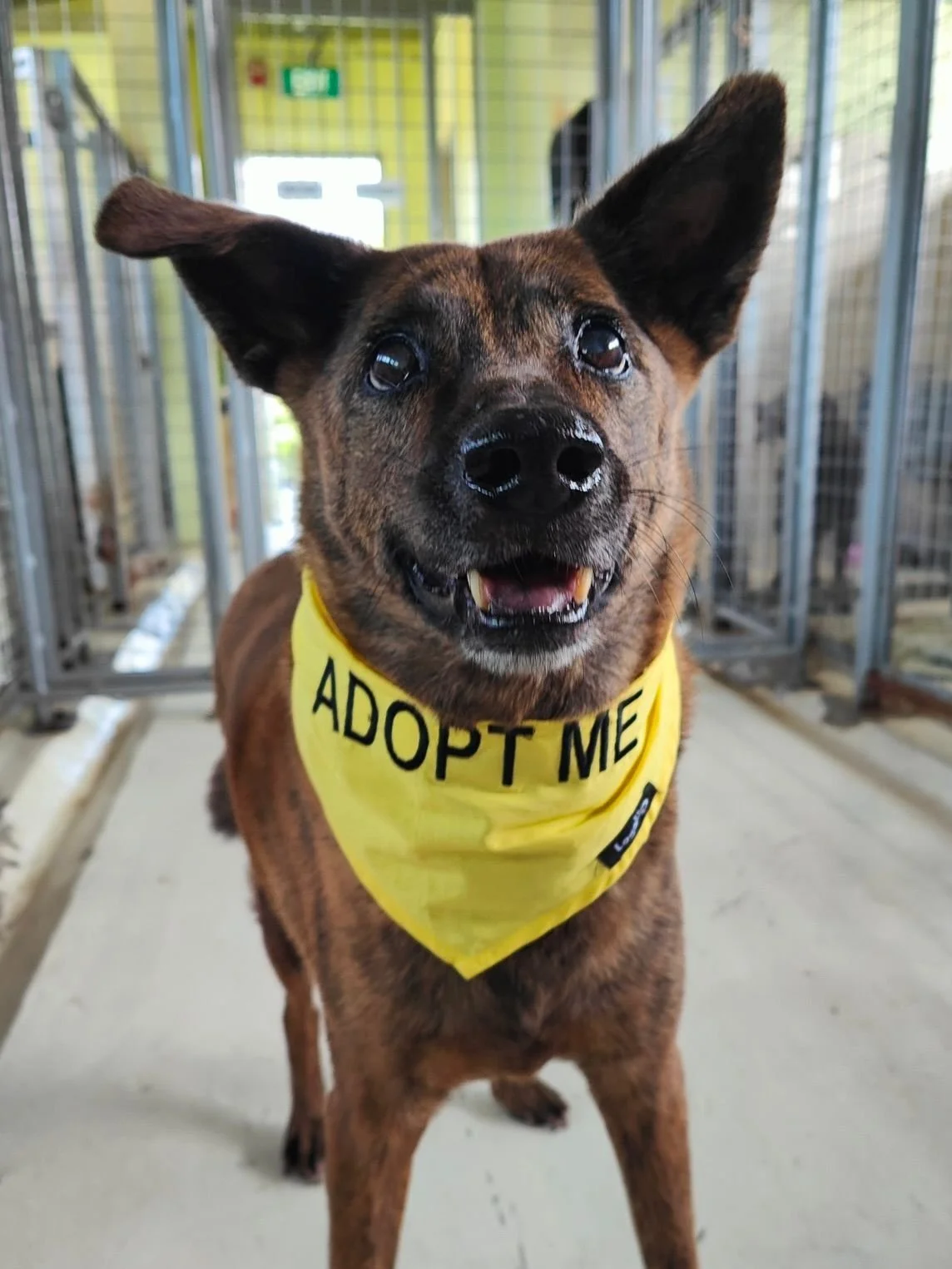 Adoption Collaboration w/ OPPO Singapore