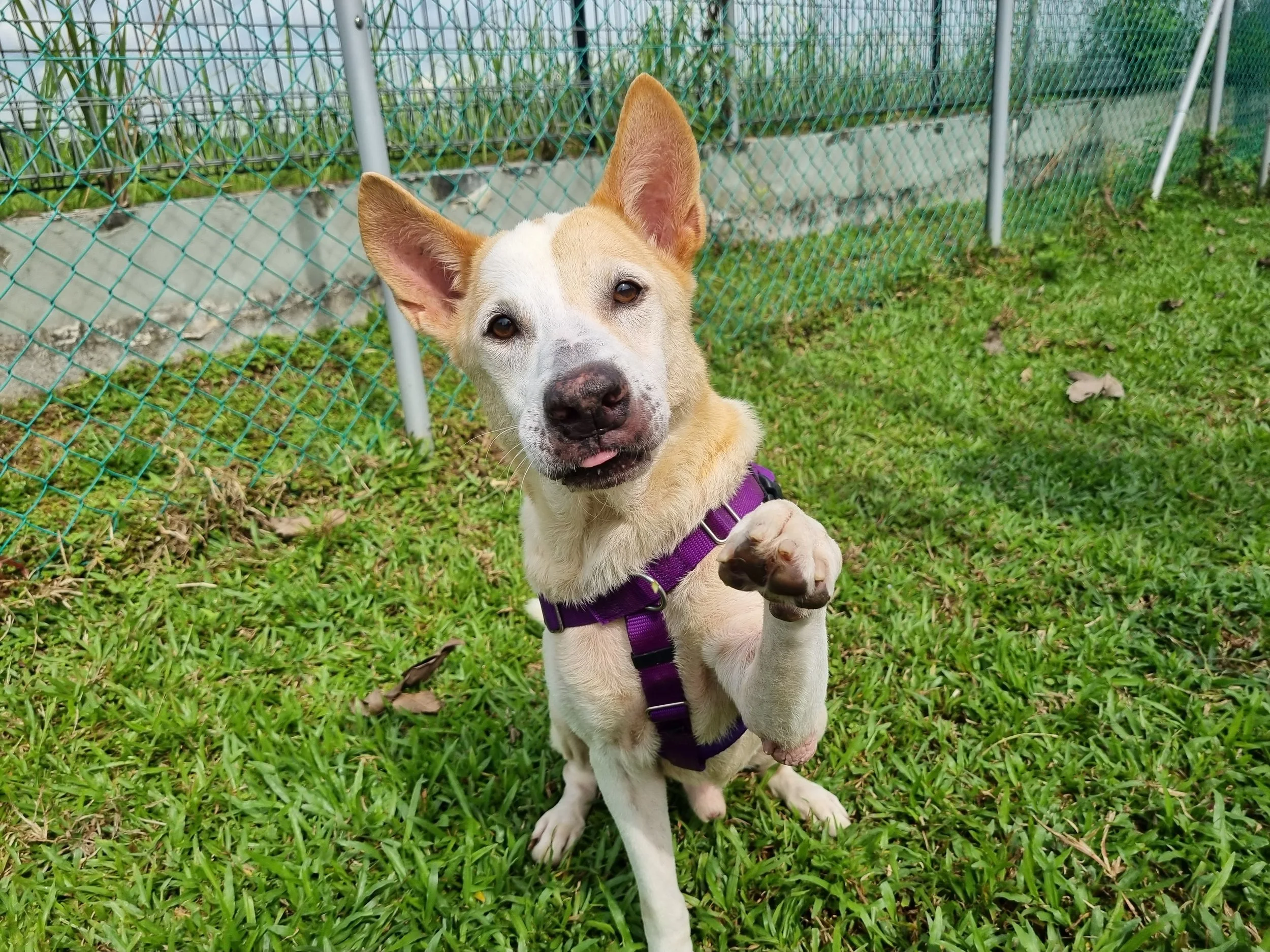 Oasis Second Chance Animal Shelter