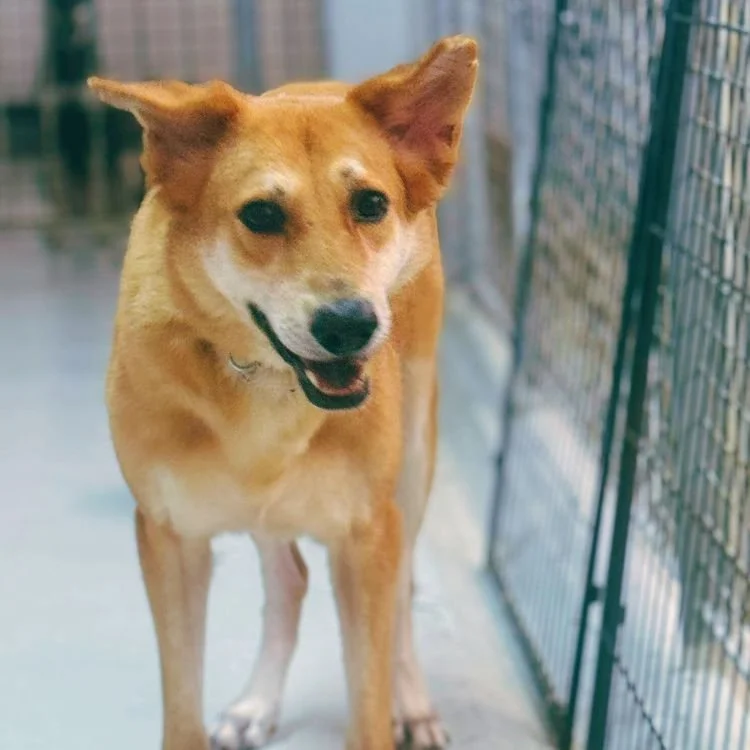 Adoption Gallery | Oasis Second Chance Animal Shelter