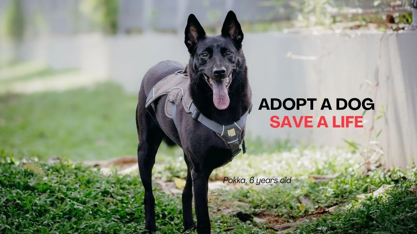 Pokka adopt a dog.jpg