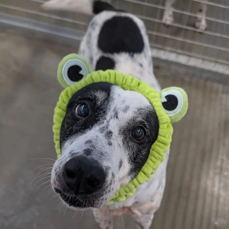 poppy-2.jpg