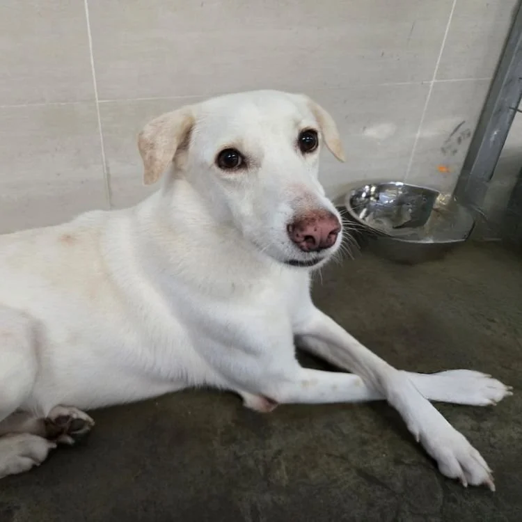 Snow white crosslegged.jpg