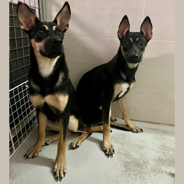 Milan & Paris in kennel.jpg