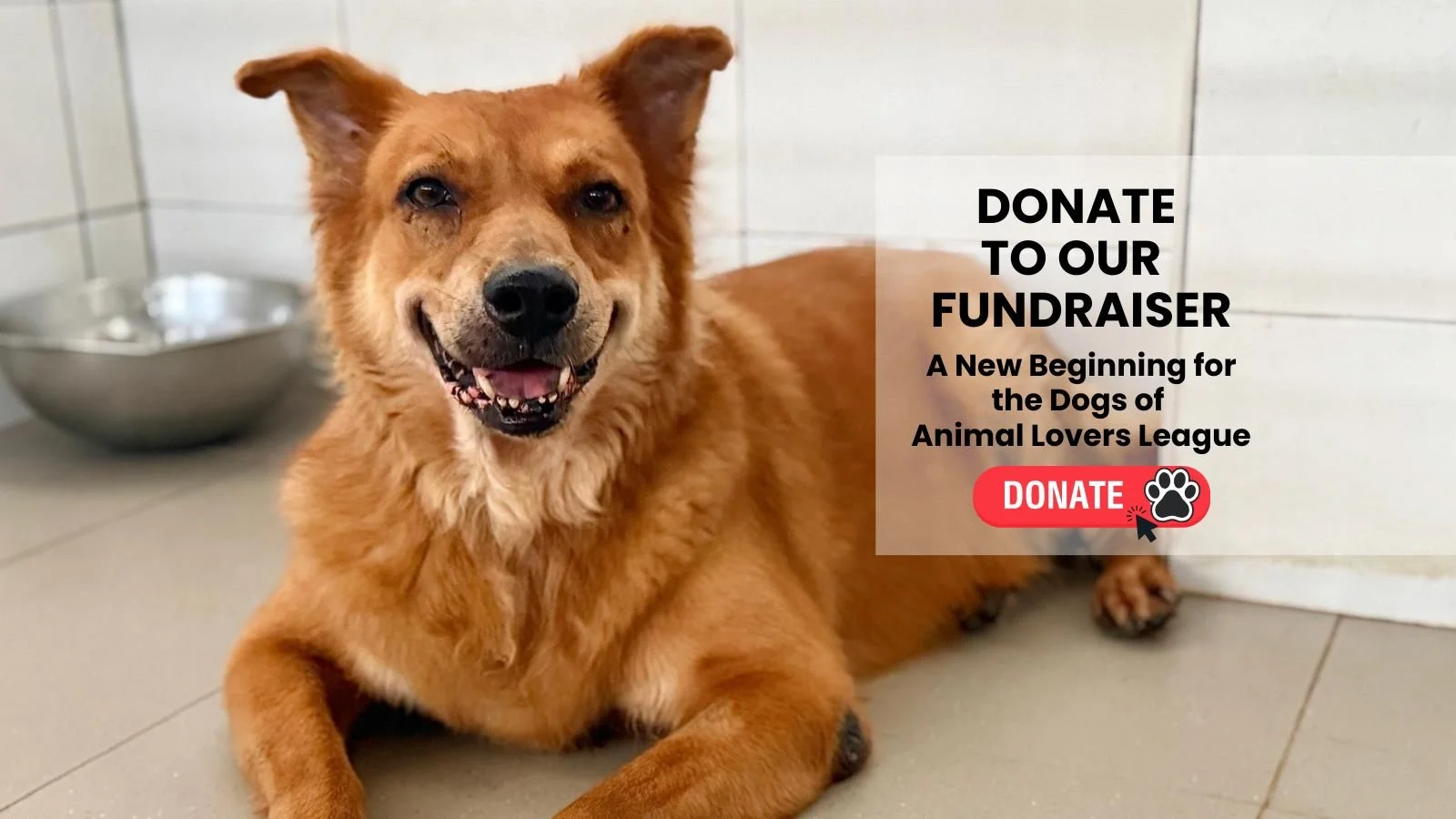 A New Beginning for 29 Dogs from Animal Lovers League