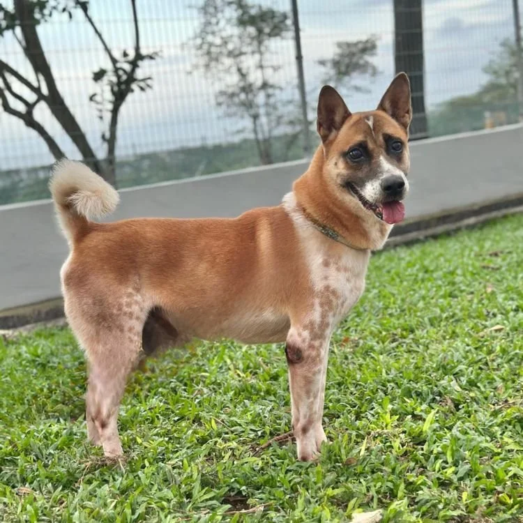 Poko profile pic.jpg