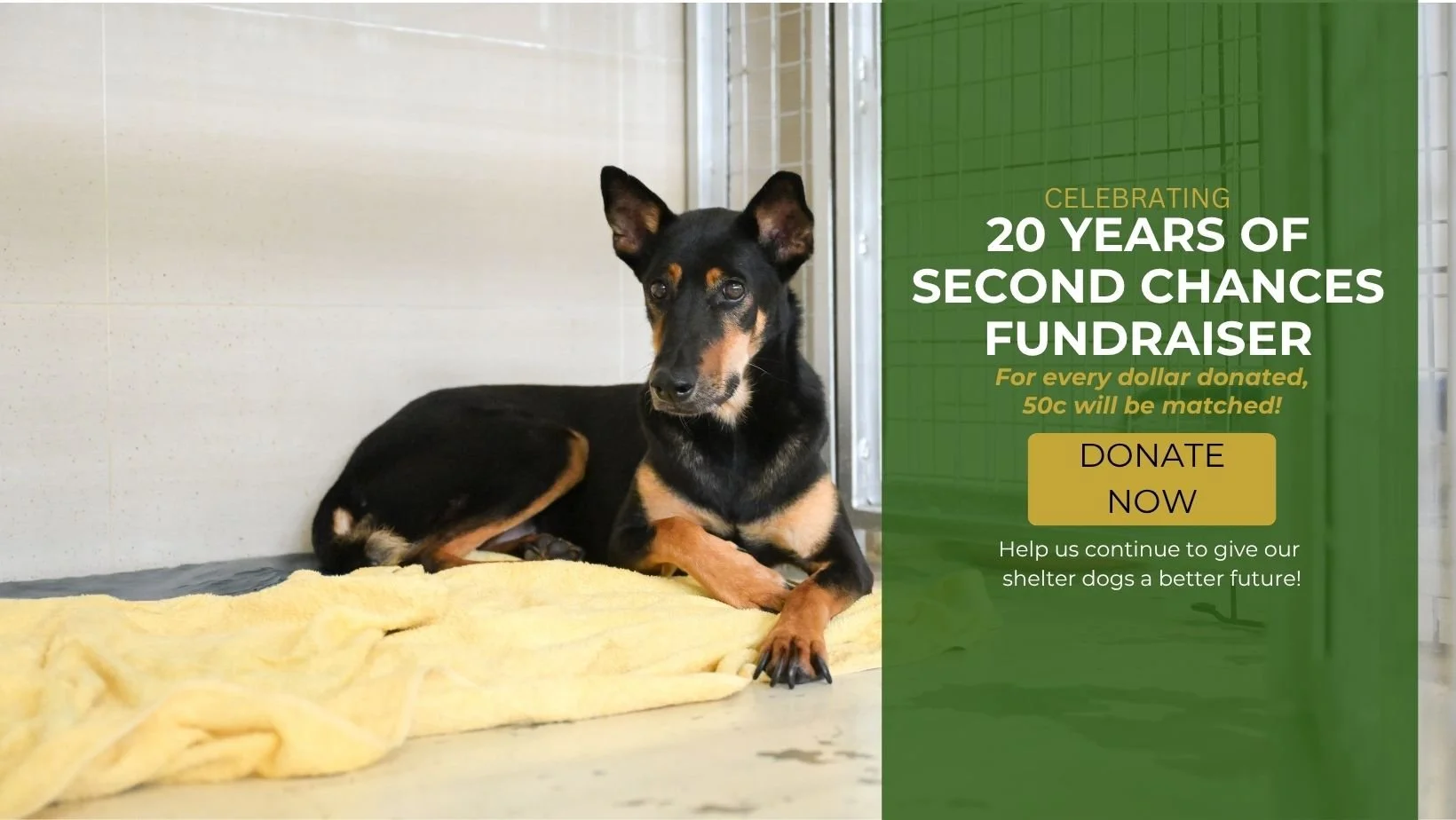 Facebook Donation Banner – 20 Years (2).jpg