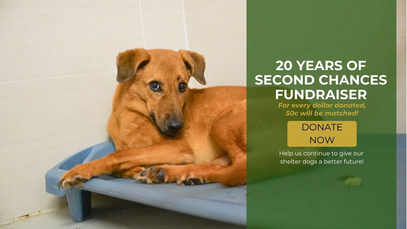 homepage banner 20 years of second chances fundraiser.jpg