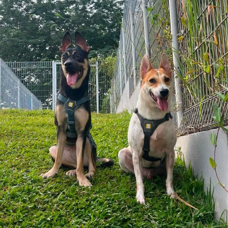 Paris & Bailey.jpg
