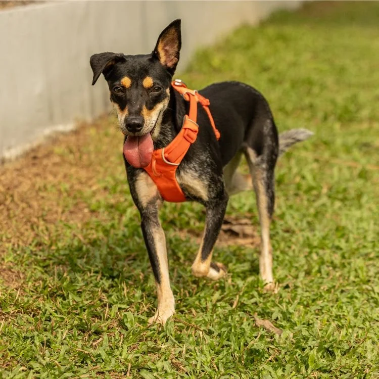 OSCAS dogs website (14).jpg
