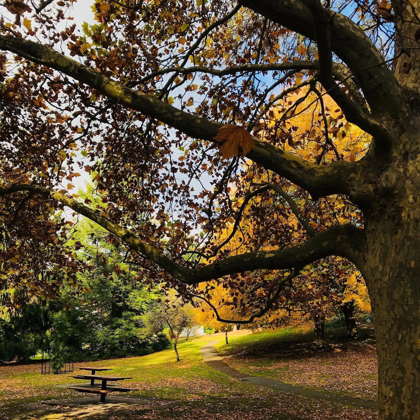 Autumn.jpg