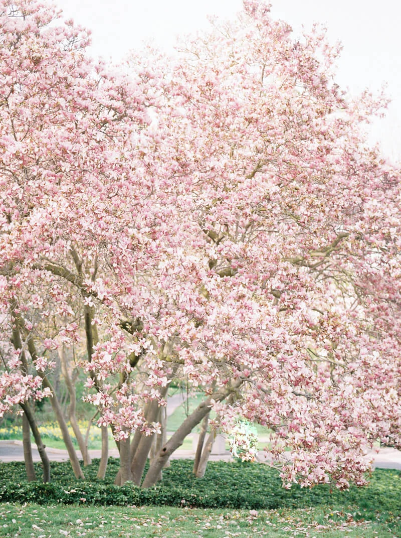 spring-wedding-shoot-fine-art-film-contax-645-17.jpg